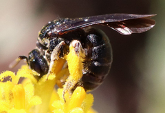 Protandrena aethiops