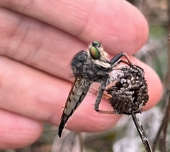 Promachus vertebratus