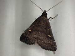 Tetanolita mynesalis