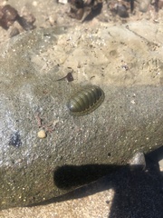 Chiton glaucus