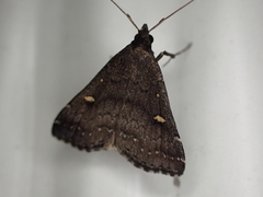 Tetanolita mynesalis