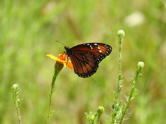Danaus eresimus