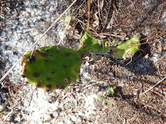 Opuntia austrina