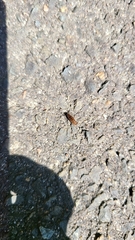 Arcitalitrus sylvaticus