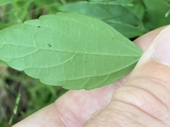 Acalypha