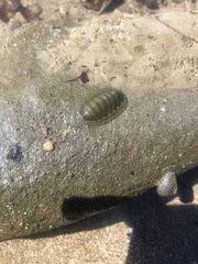 Chiton glaucus