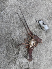 Panulirus interruptus