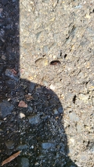 Arcitalitrus sylvaticus