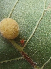 Trombidiformes