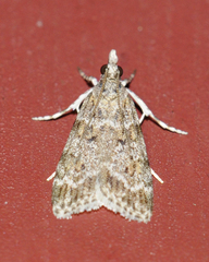 Scoparia basalis