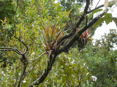 Tillandsioideae