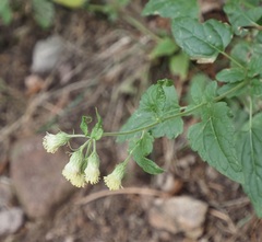 Brickellia grandiflora