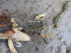 Lithobates neovolcanicus