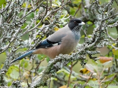 Garrulus lanceolatus