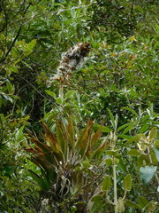 Tillandsioideae