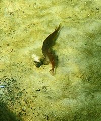 Vincentia conspersa