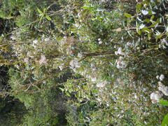 Munnozia