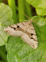 Xanthorhoe semifissata