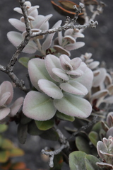 Metrosideros polymorpha