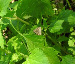 Frederickia s-signata