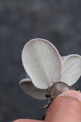 Metrosideros polymorpha