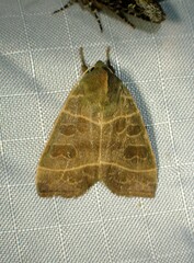 Ipimorpha pleonectusa