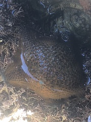 Patiriella regularis