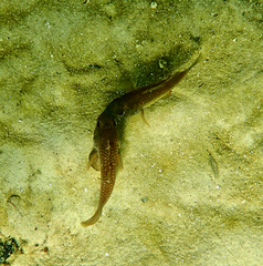 Vincentia conspersa