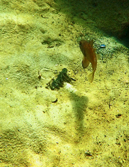 Vincentia conspersa