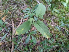 Calystegia spithamaea