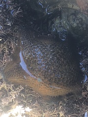 Patiriella regularis