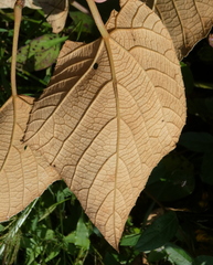Vitis labrusca