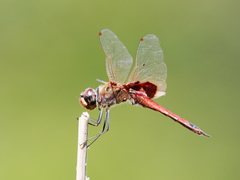 Tramea loewii