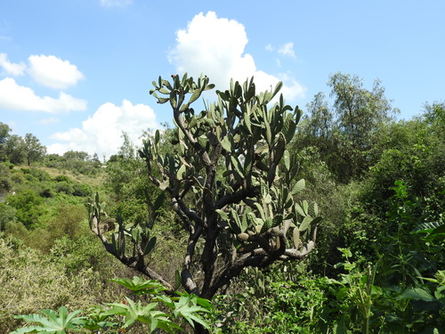 Opuntia jaliscana, photograph 3