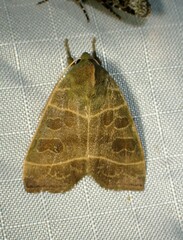 Ipimorpha pleonectusa