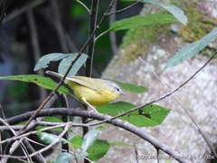 Phylloscopus xanthoschistos