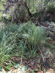 Carex spissa