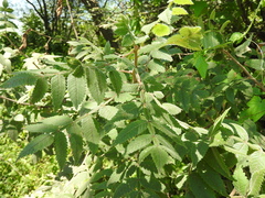 Bursera palmeri