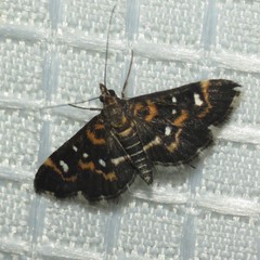 Diathrausta harlequinalis