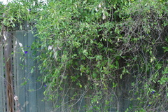 Lycianthes rantonnetii