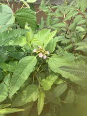 Melochia corchorifolia