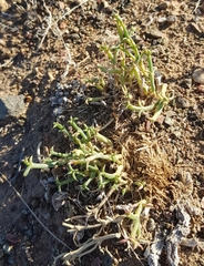 Anabasis brevifolia