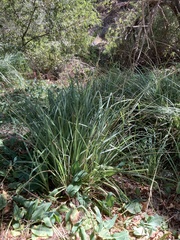 Carex spissa