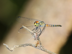 Brachydiplax denticauda