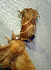 Malacosoma californica
