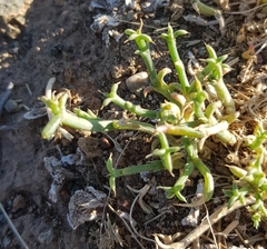 Anabasis brevifolia