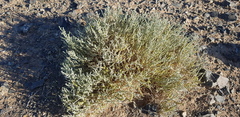 Salsola passerina