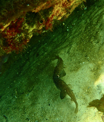 Vincentia conspersa