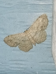 Scopula compensata