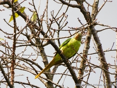 Psittacula himalayana